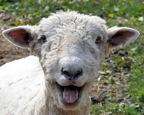 https://abagond.files.wordpress.com/2011/12/happy-sheep1.jpg